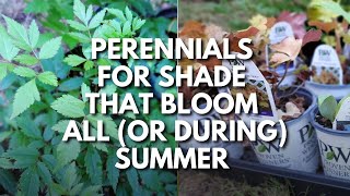 Want ShadeLoving Perennials That Bloom During Summer? Plant These!