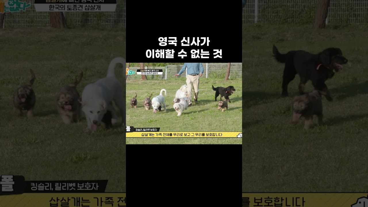 영국 신사가 이해할 수 없는 것 #왜그러냥귀엽개 #shorts