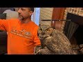 Great Horned Owl  STUCK in a Chimney! Rescue by Suburban Wildlife Control