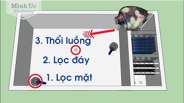 Cách xây hồ cá Koi mini đầy đủ bộ lọc ⛰ How to build a koi fish pond 🐬 Koi Fish Pond Ideas