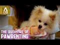 Dog parties cat hotels  pet spas more ways to indulge your fur kid  the business of pawrenting