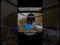 &quot;A Mother&#39;s Love: Chimpanzee Mahale Reunites with Her Baby Kucheza&quot;❤️#shorts