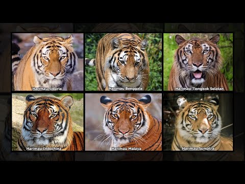 Video: Harimau Amur: foto, penerangan. Berapakah bilangan harimau Amur yang tinggal di dunia?