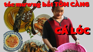 Tác mương bằng tay không bắt Tôm càng xanh Cá lóc nướng trui tại Bến Tre