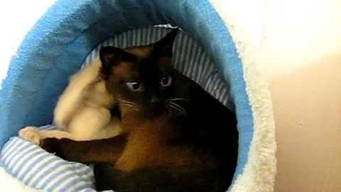 Watch the video about Tonkinese kitten with grandmother
