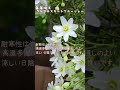 【ガーデニング】毎年咲くクレマチスカートマニージョー🌼#shorts