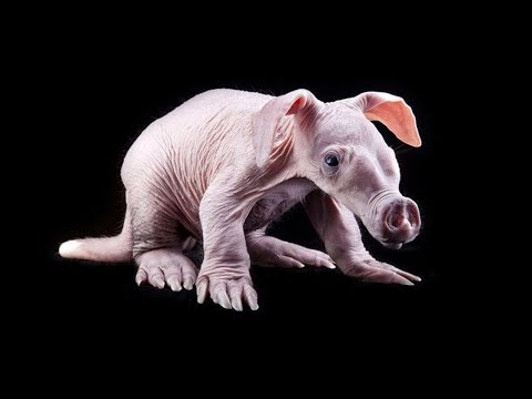 Video: Con lợn tương thích với ai?
