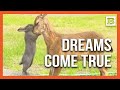 Beautiful Friendship Real Life Bambi And Thumper Meet 