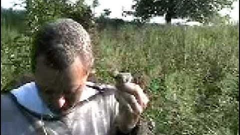 Extracting a Field Sparrow from a Mist Net