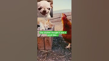 Me vs. My Alarm Clock ⏰👊 #morningmood #catvschicken #funnyanimals #instantregret #shorts #cat