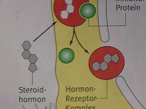 Video: InTAD: Chromosomenkonformationsgesteuerte Analyse Von Enhancer-Zielgenen