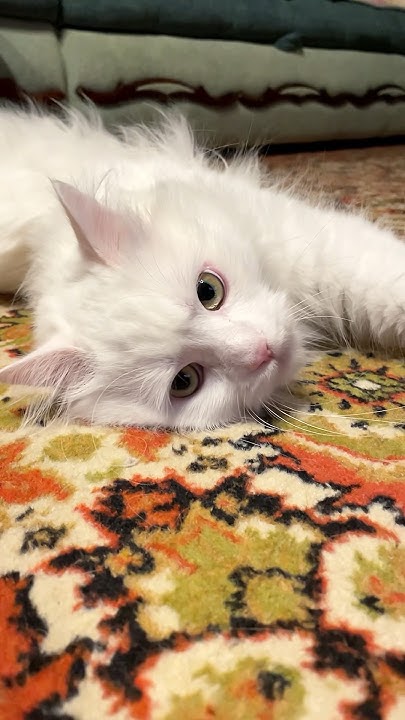 Кот Умка🐾😽 #cat #хвостатые #artist - YouTube