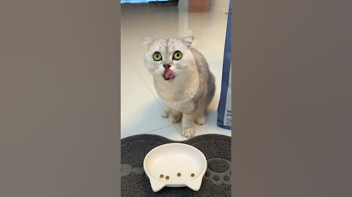 It seems Sonya's choice was obvious! 😅 #cat #cats