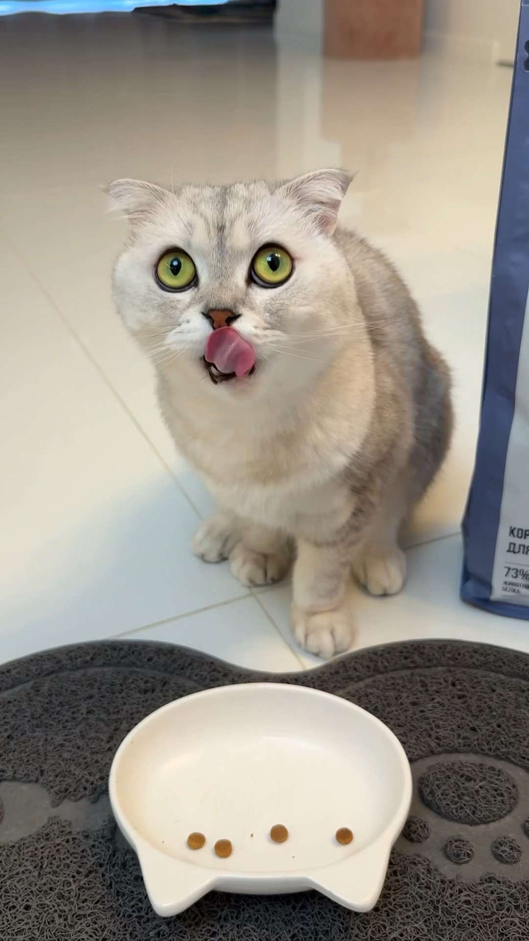 It seems Sonya's choice was obvious! ? #cat #cats