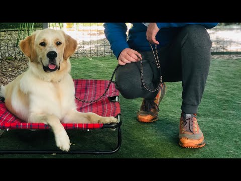 Video: Si Të Gjeni Një Qen Me Markë