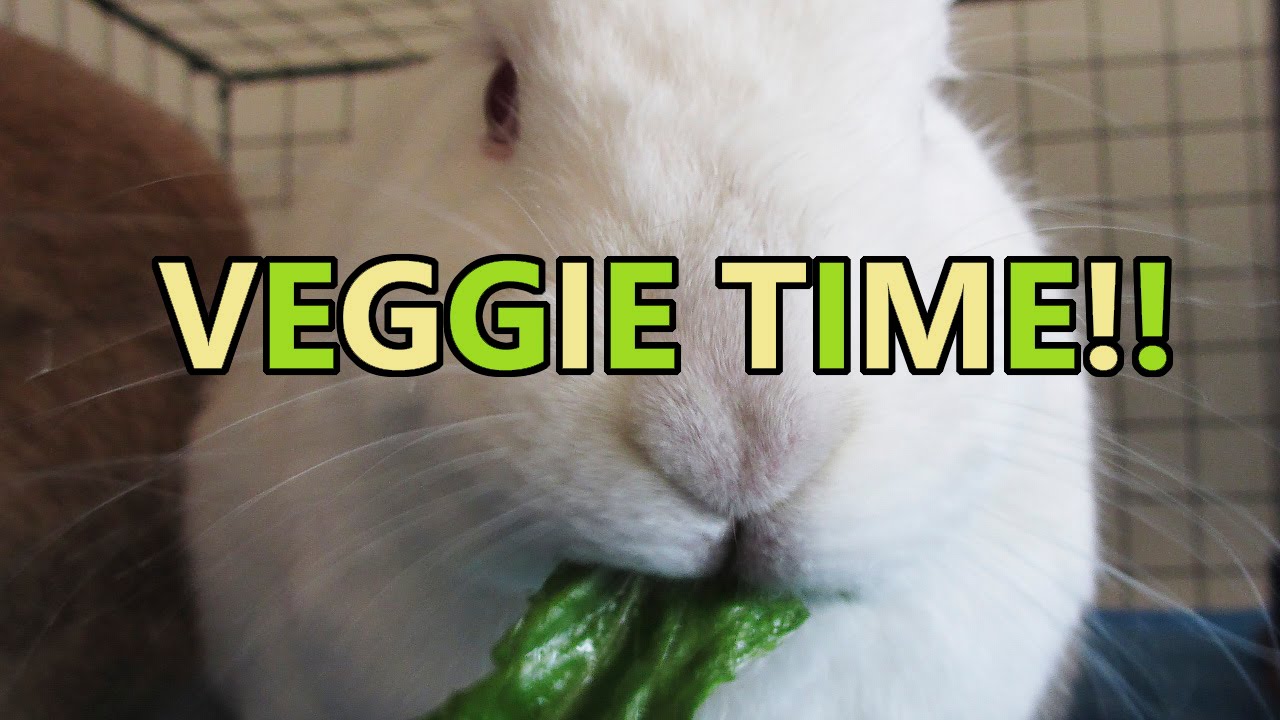 Rabbit Veggie Time Bunnies Eat Veggies YouTube