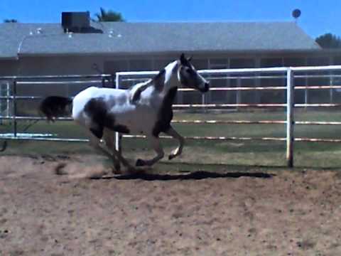 Majik- Beautiful Arabian Quarter horse cross by Exquisite Wings WRG