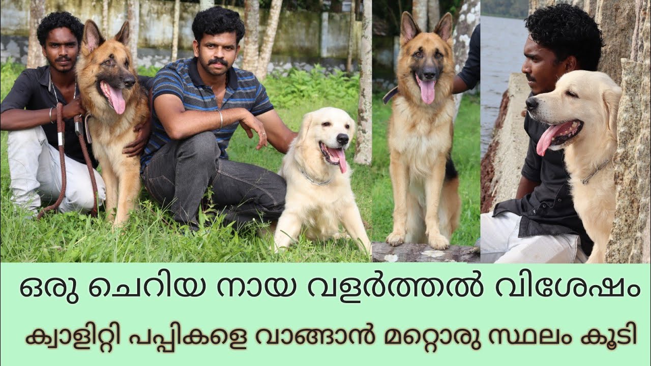 ഒരു ചെറിയ കെന്നൽ ShepherdDogs Malayalam