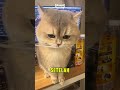 gembul gangguin Majikan yang lagi kerja 😂 #kucinglucu #imut #cat #kucinggemoy #shortvideo