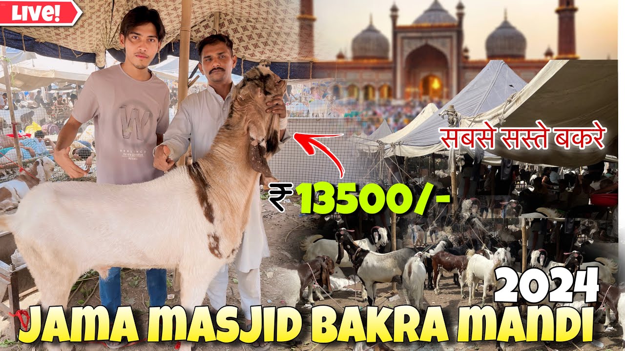Jama Masjid Bakra Mandi 2024 Latest Video | सबसे सस्ती बकरा मंडी | Delhi jama Masjid Bakra Mandi🔥