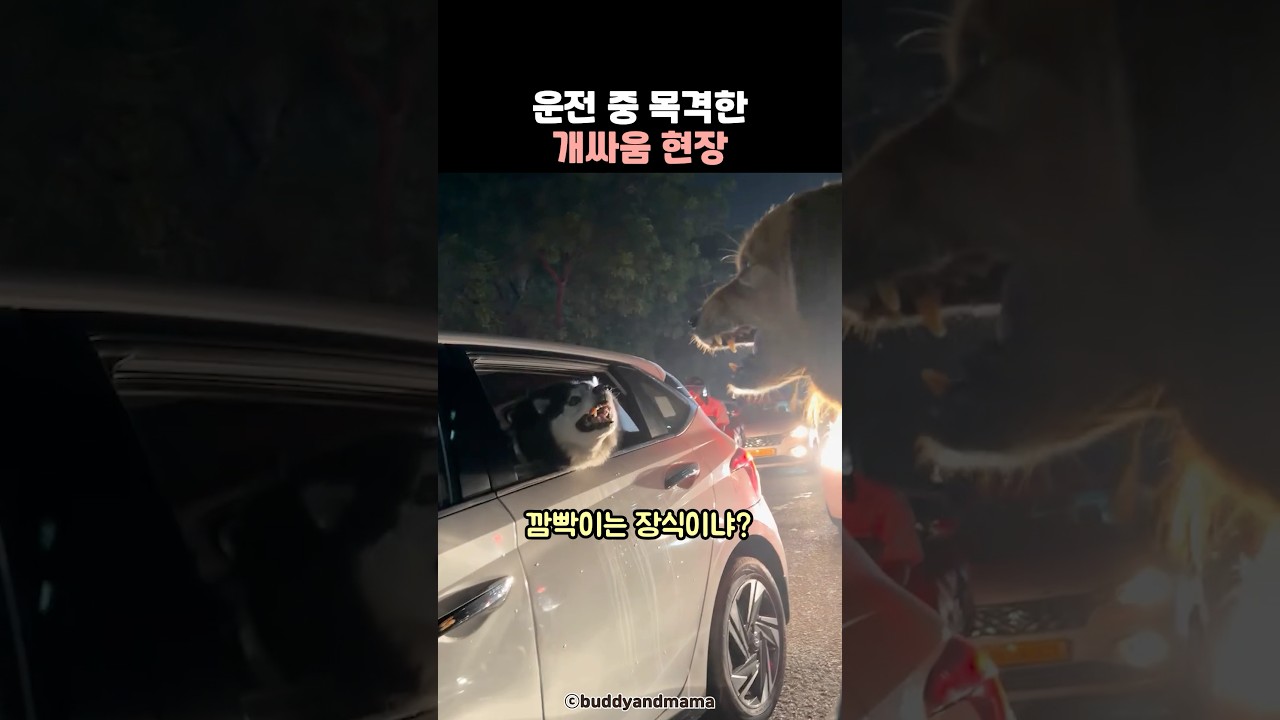 운전 중 목격한 개싸움 현장