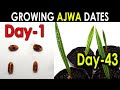 Ajwa date seed germination part1 how to grow ajwa date palm tree from seed sproutingseeds