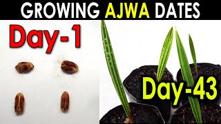 AJWA DATE SEED GERMINATION (PART-1) How to Grow Ajwa Date Palm Tree from Seed @SproutingSeeds