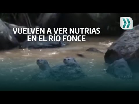 Vuelven a ver nutrias en el Río Fonce en San Gil | Vanguardia