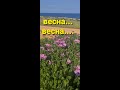 КИПР влог: на Кипр пришла ВЕСНА #Shorts