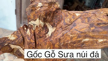 Gốc Gỗ Sưa Núi Đá Vân Tím Rõ Nét Gỗ Trên 20 Năm Tuổi Sinh Trưởng Trên Núi Đá Miền Bắc Có Nét Riêng 