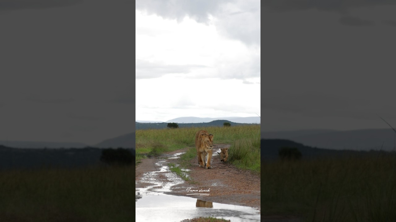 Lioness with her cub in masai mara #wildlife #masaimaranationalpark #bigcats #worldlionday