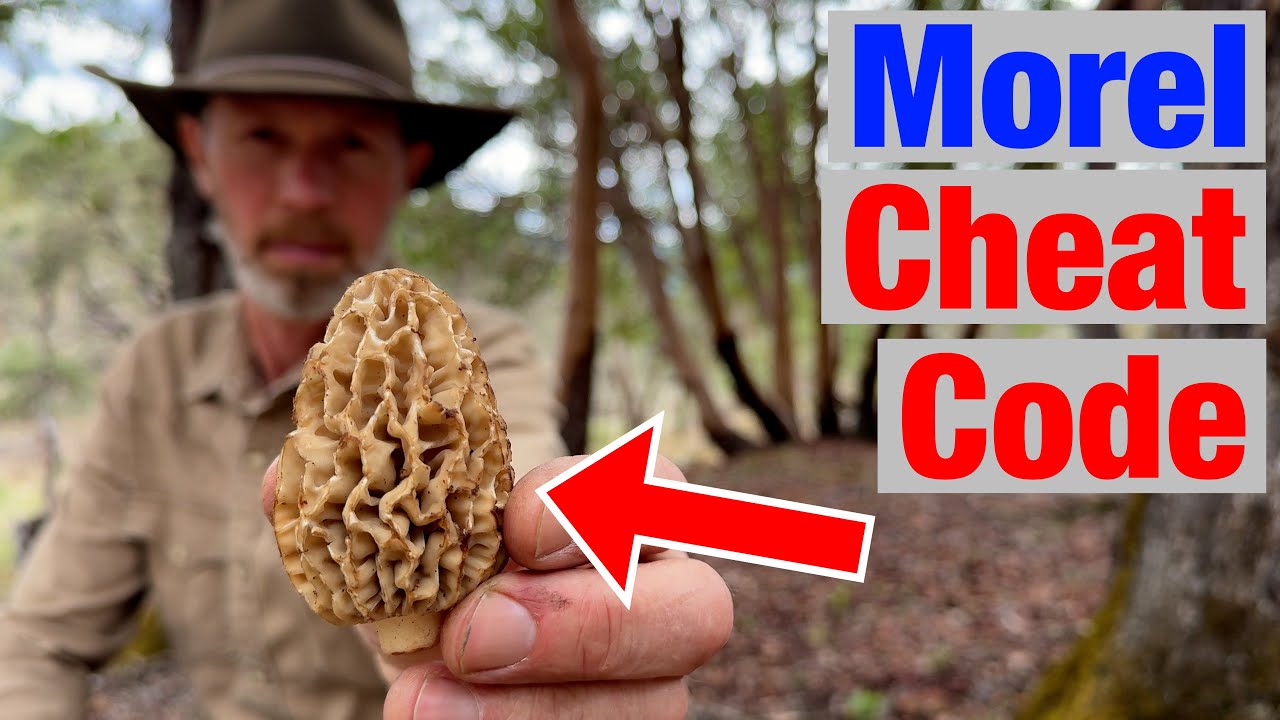 Find 10x More Morels Using This One Trick