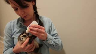 Bottlefeeding a Baby Badger