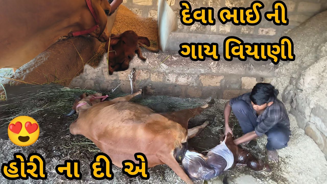 હોરી ના દીએ દેવા ભાઈ ની ગાય વિયાણી 😍😍 અને હોરી આઈ એ દુહા ની અખંડ મોજ હુ ને ગીગો આતો 🥰🥰