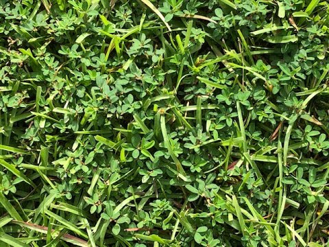 Video: Fælles Lespedeza Ukrudtsbekæmpelse - Fjernelse af Lespedeza fra græsplæner