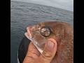 Charter Fishing Ep 17 #fishing #swansea