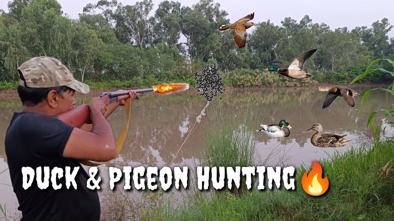 Insane duck hunting and pigeon hunting in the field | outdoor hunting | best duck hunting video 