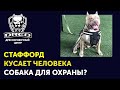 Как кусается СТАФФОРД | Порода стафф для охраны | Результаты работы с Арнольдом | Школа DRED