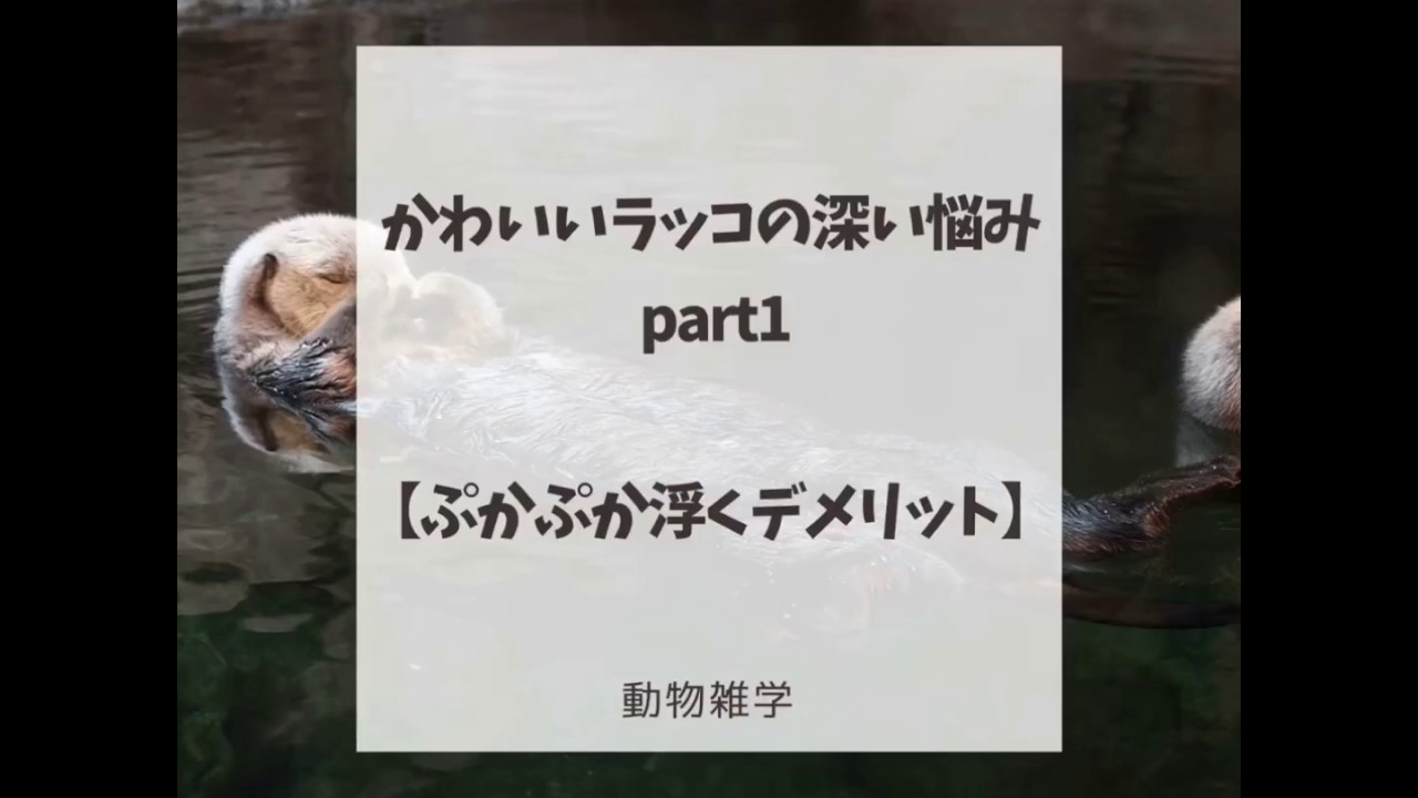 《動物の雑学》かわいいラッコでも悩みがある！ぷかぷか浮くデメリット YouTube