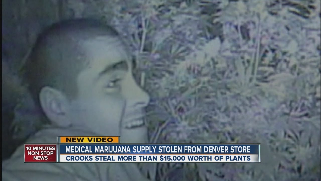 Cameras catch crooks stealing $12,500 worth of pot plants