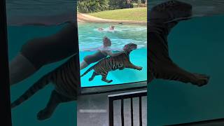 Bathing a Zoo Tiger 🔥 #shorts #tiger #facts