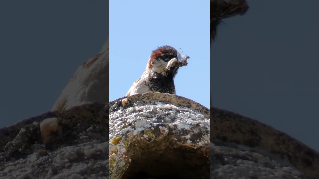 Nidos en las calles de tu pueblo