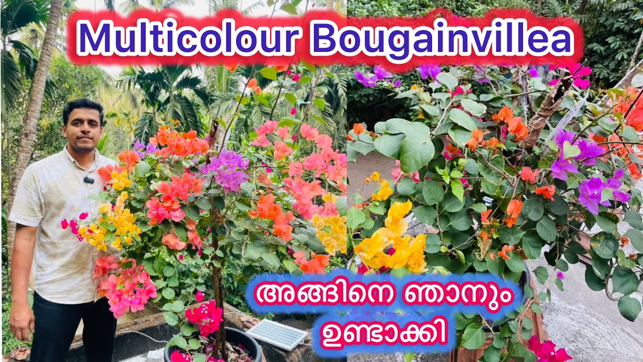 Multi Colour Bougainvillea വീട്ടിൽ തന്നെ ഉണ്ടാക്കിയെടുക്കാം | Grafting