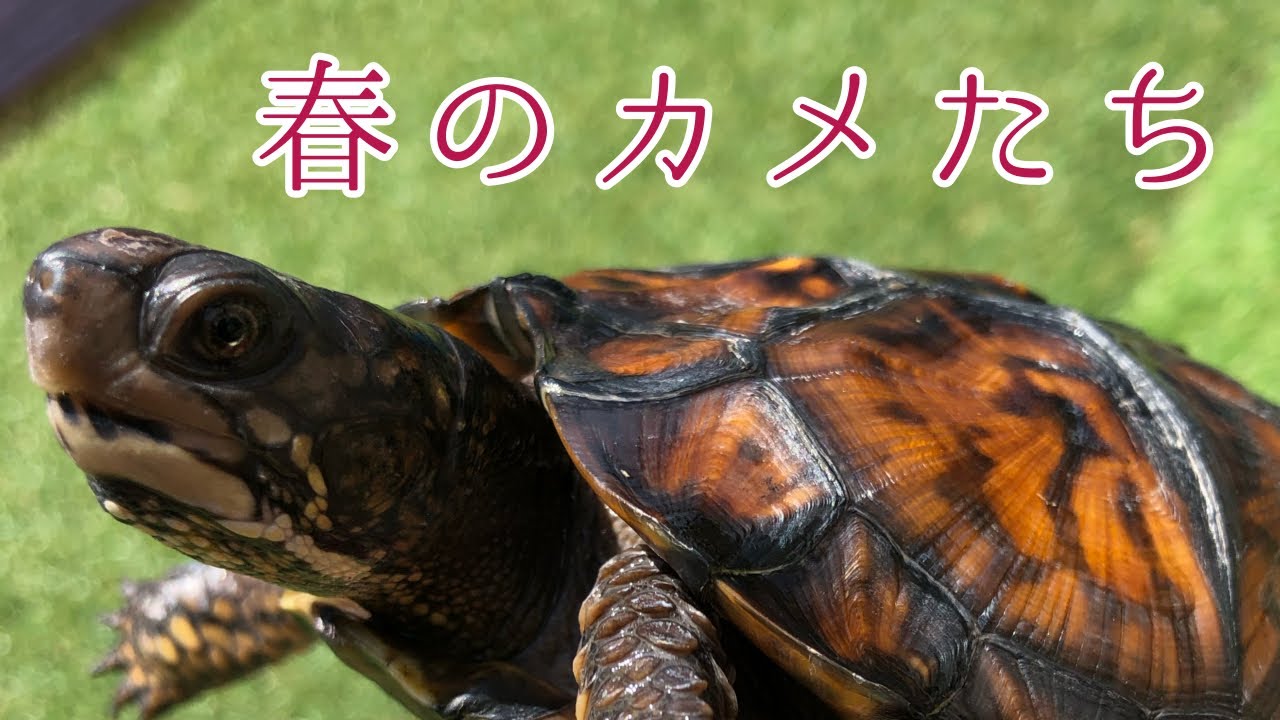 亀飼育は楽しい、甲羅の模様が成長にともなって美しく変化しました。[カメ] - YouTube