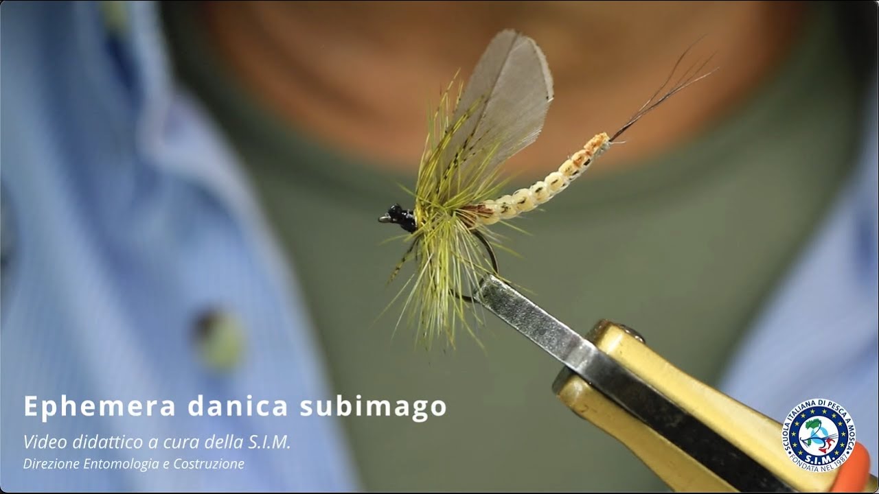 SIM Ephemera danica subimago