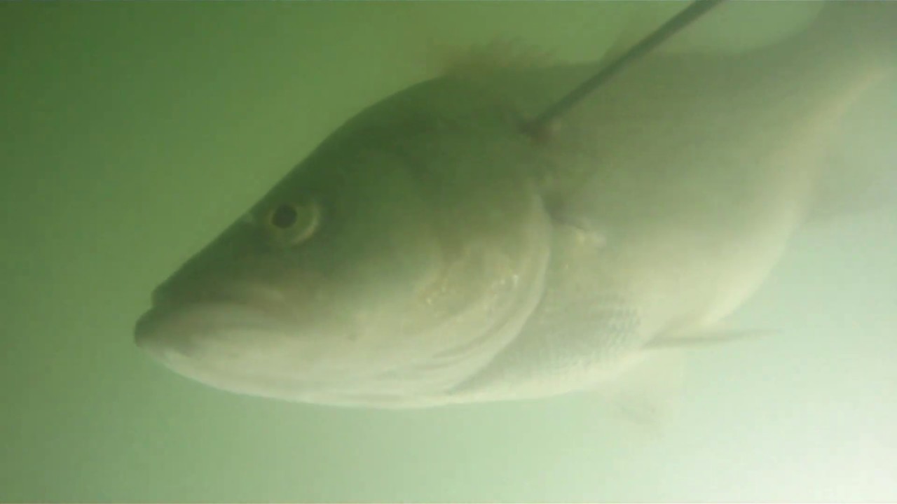 World record Wiper Freedive Spearfishing YouTube