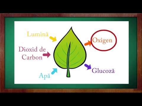 Biologie Clasa A 5 A Lectia Functiile Frunzei Partea 2 Youtube