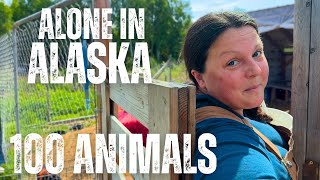 Alone Off Grid in Alaska's Wilderness -  I'm All They Have