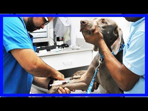 Video: Passivrauchen Und Krebsrisiko Für Haustiere