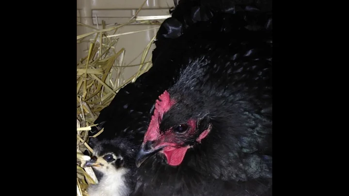 PPT051: Pat Whitaker Breeds Black Australorps for ...